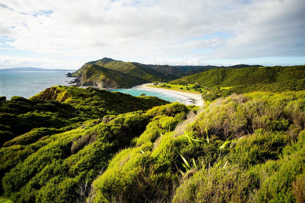 Environment Aotearoa 2019 - what can we do to help save our environment?